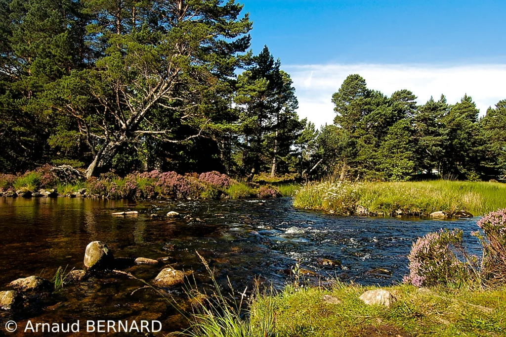 Randonnée dans le parc de Rothiemurchus.