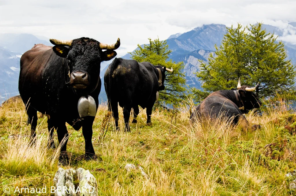 Vaches de montagnes