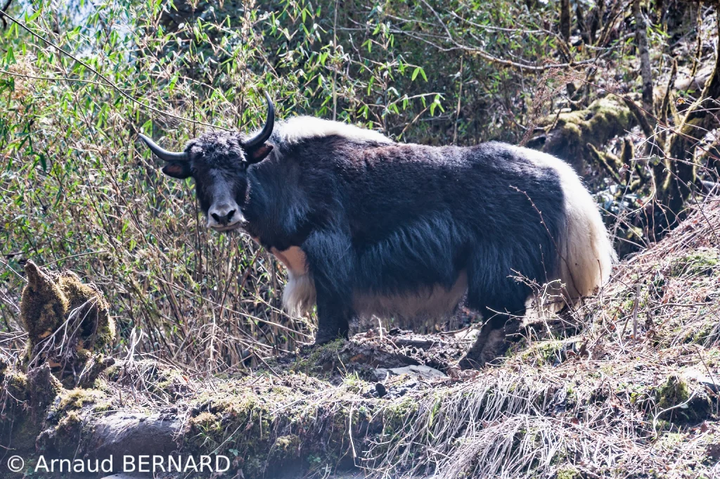 Un yak