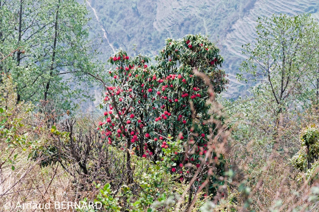 Rhododendron en fleurs
