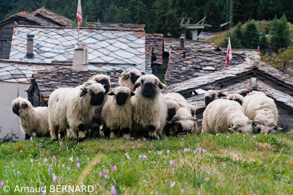 une ribanbelle de moutons