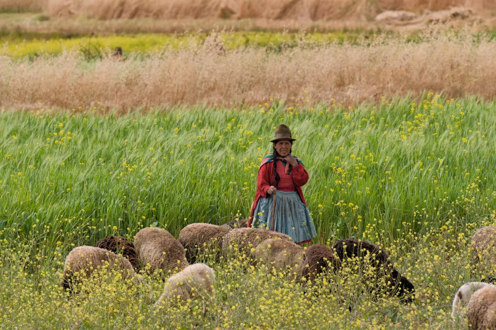 Une péruvienne et ses moutons