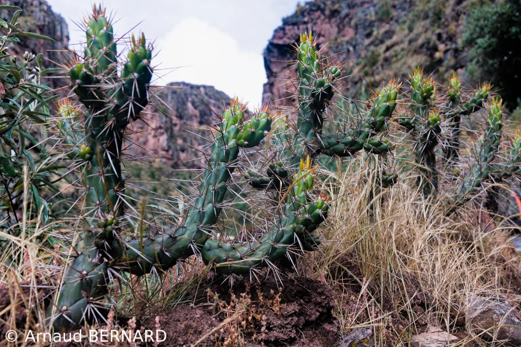 Cactus de la vallée sacrée
