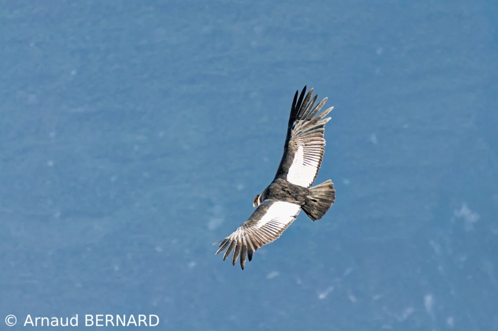 Vol des condors