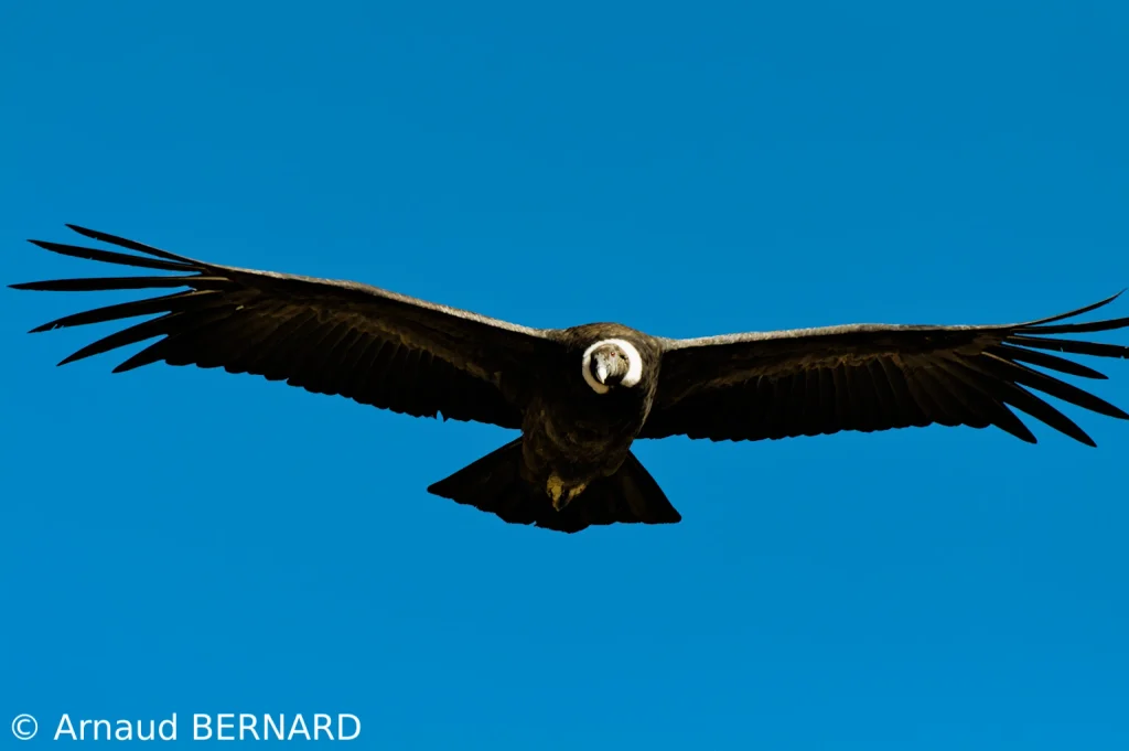 Vol des condors