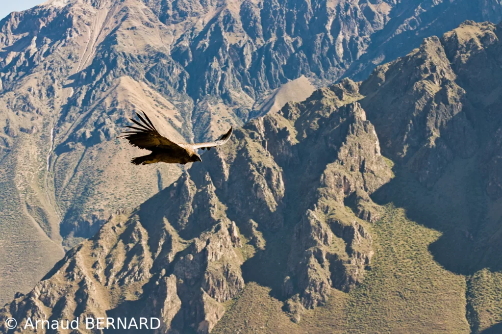 Vol des condors