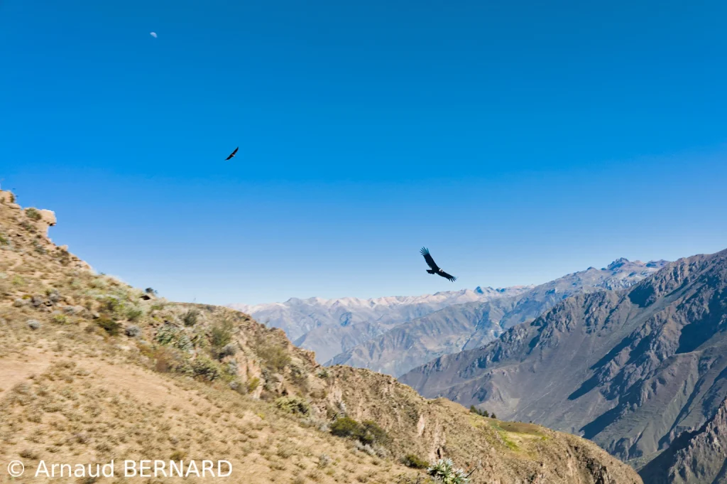 Vol des condors