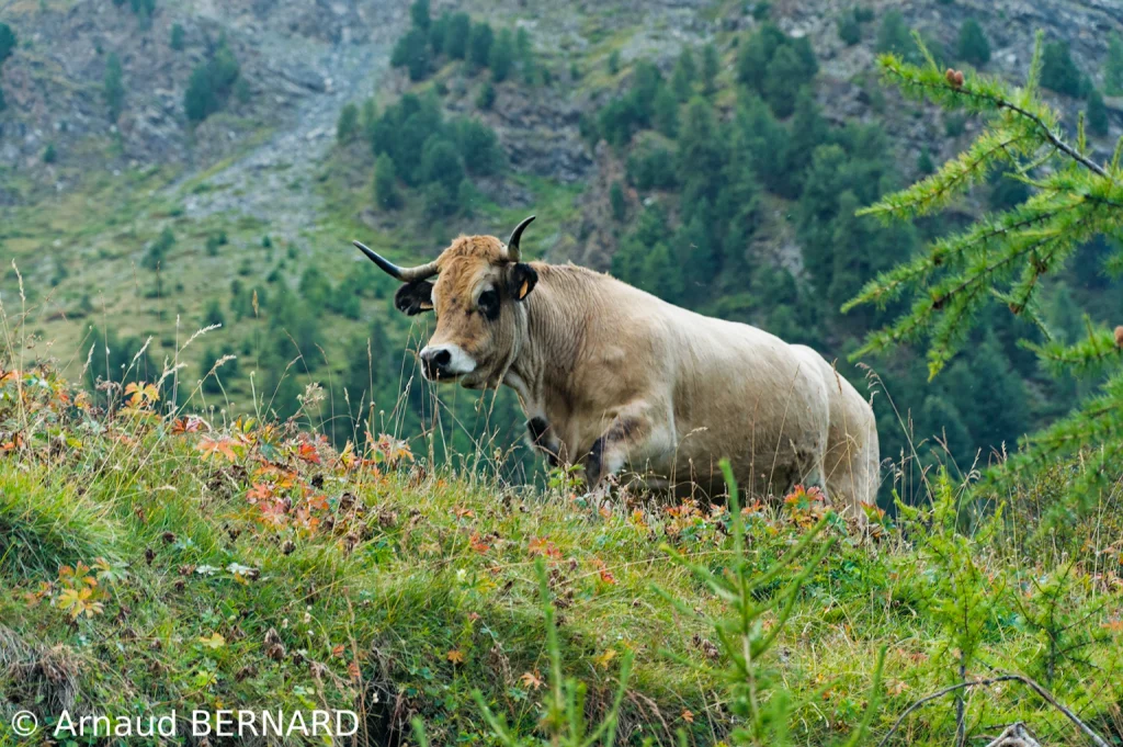 Vache montagnarde