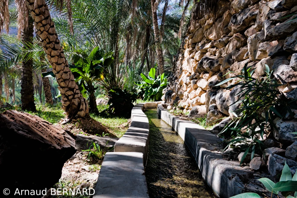 Canaux d'irrigation dans une palmeraie