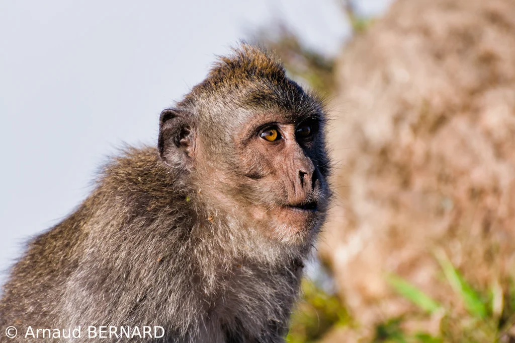 Singe au sommet