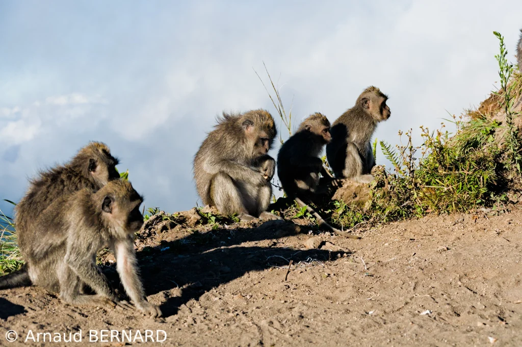Singes au sommet
