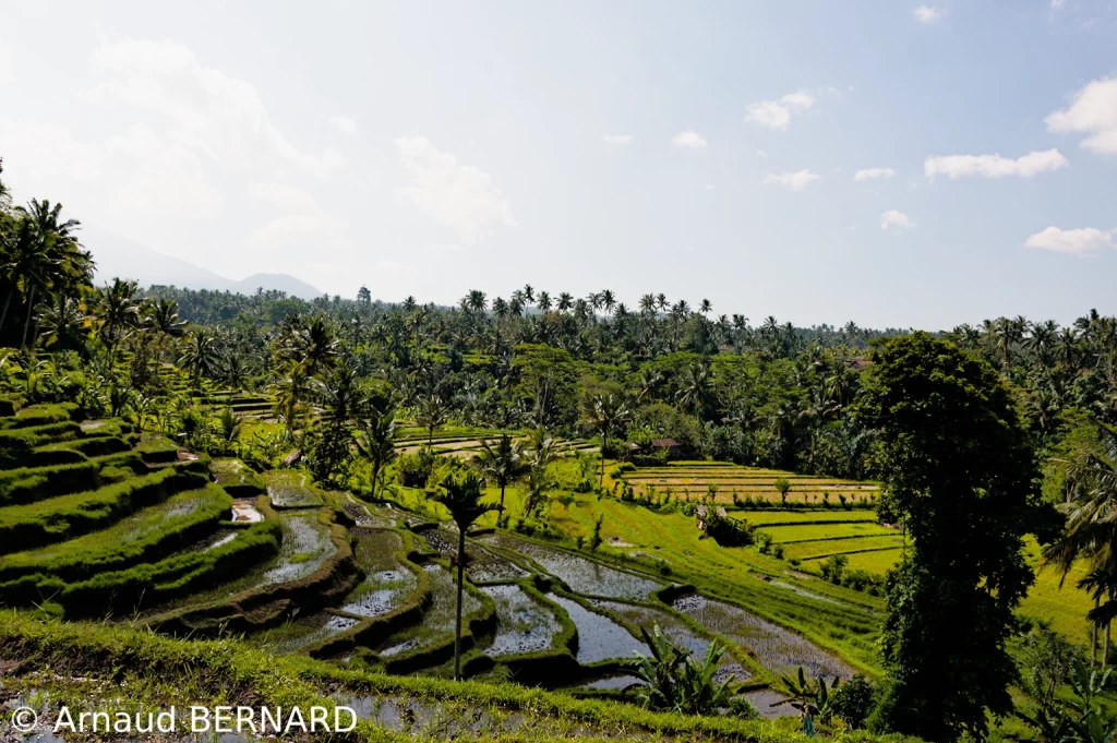 Cultures en plateau