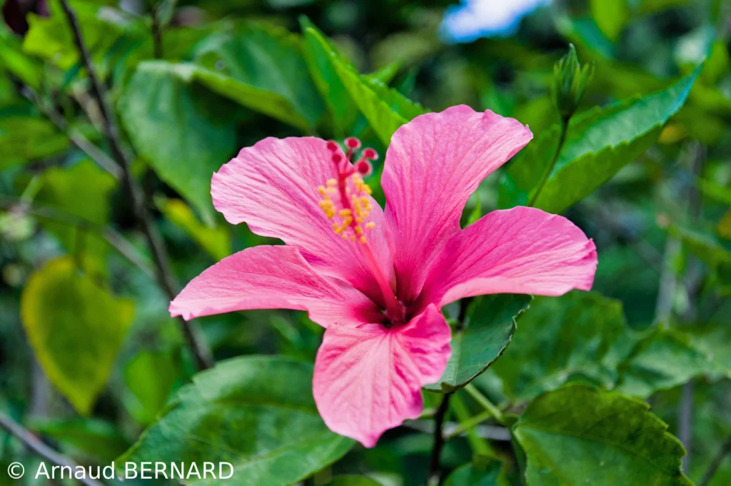 Belle fleur balinaise