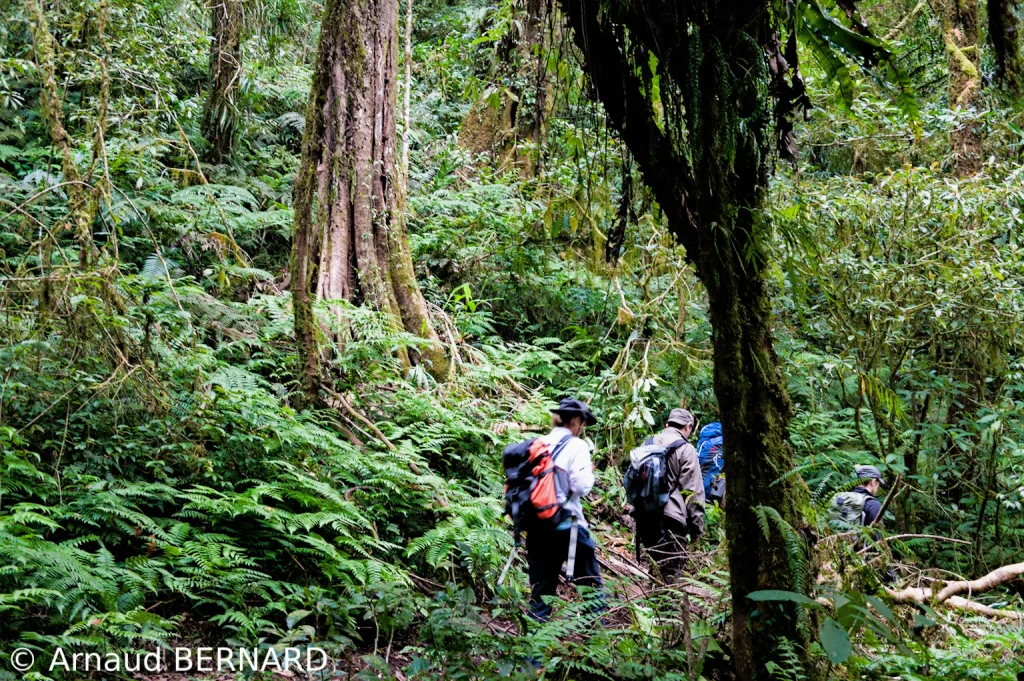 Randonnée dans la forêt tropicale