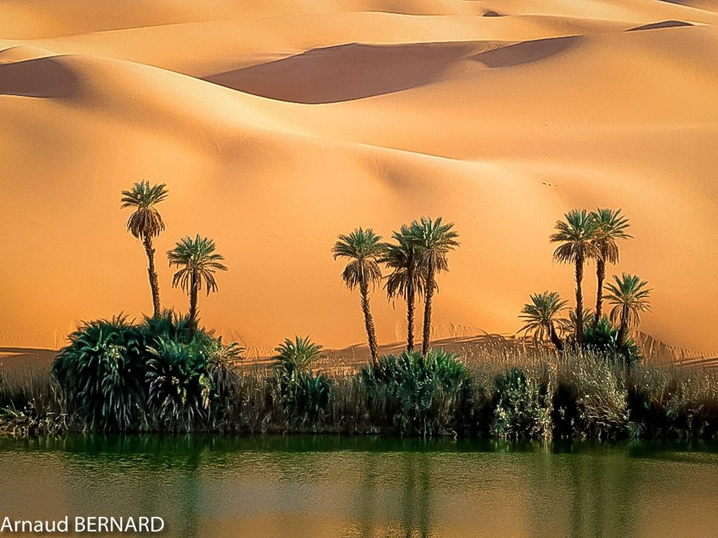 Oasis et palmiers