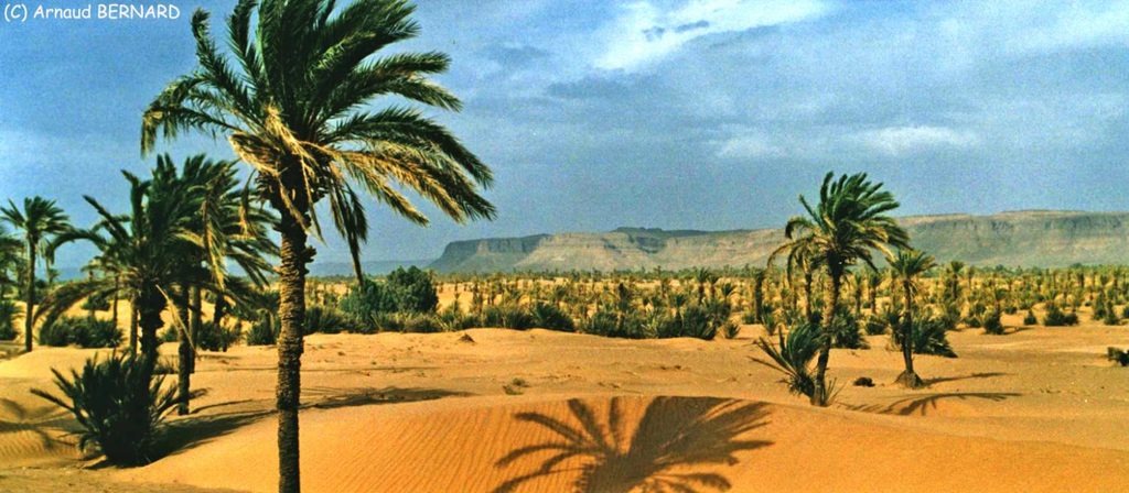 Palmeraiie dans la vallée du Draa