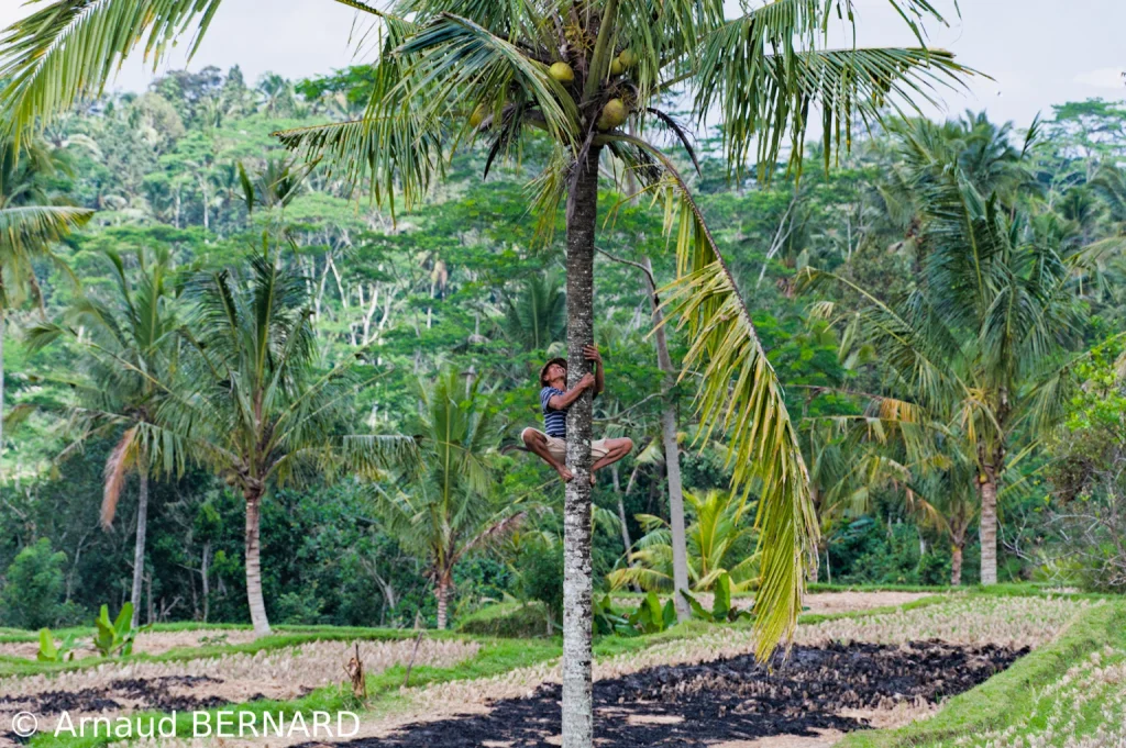 Un balinais va couper des noix de coco
