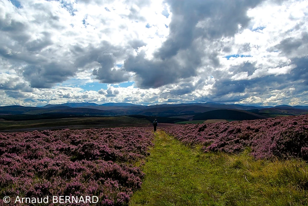 Marcheur dans les belles collines verdoyantes